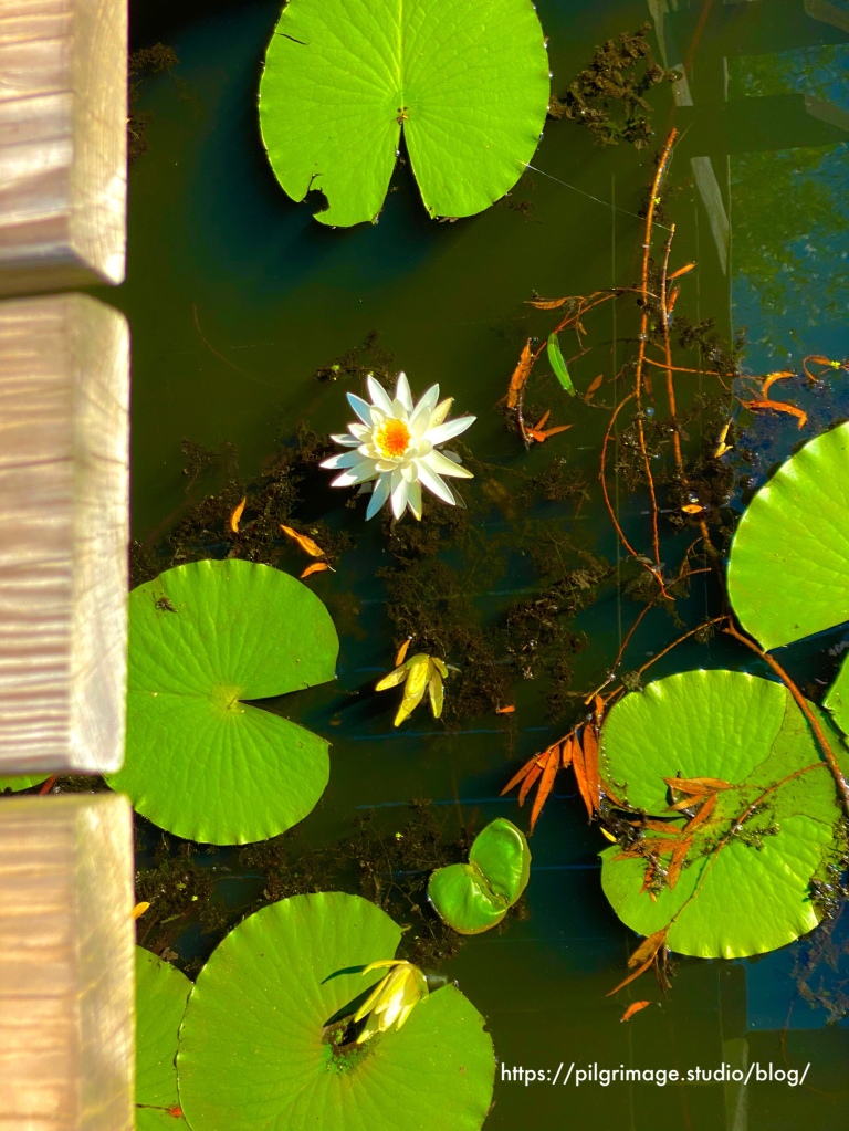 Lily  Pads