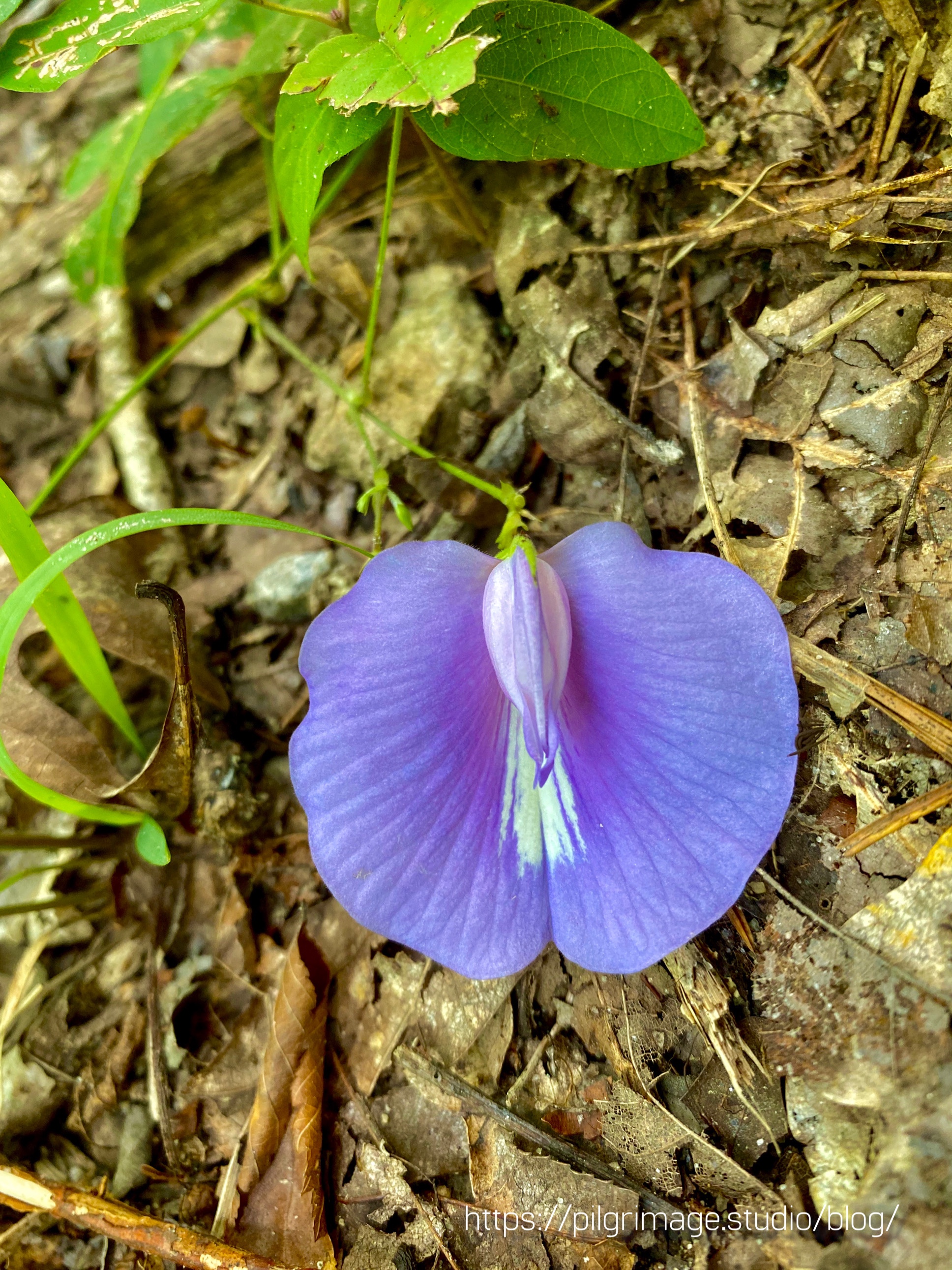 Large Spurred Butterfly Pea Bloom