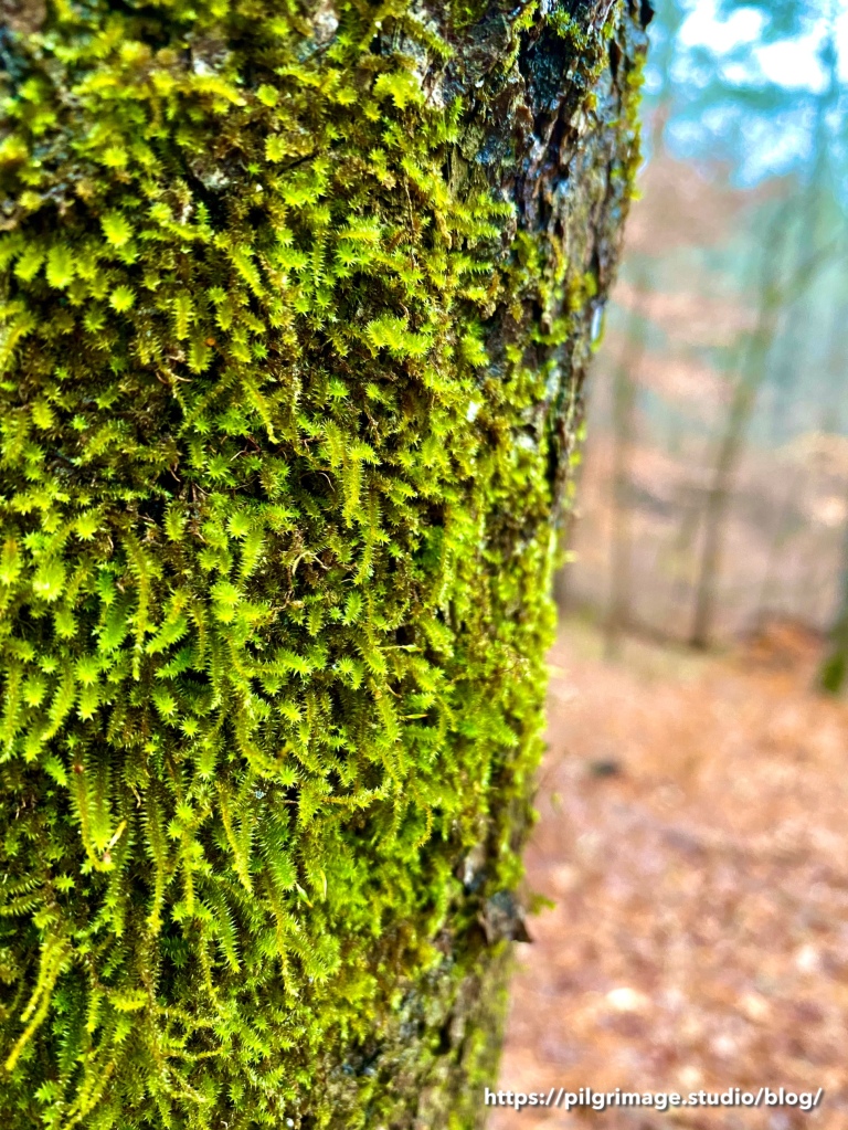 Moss-Covered Tree 