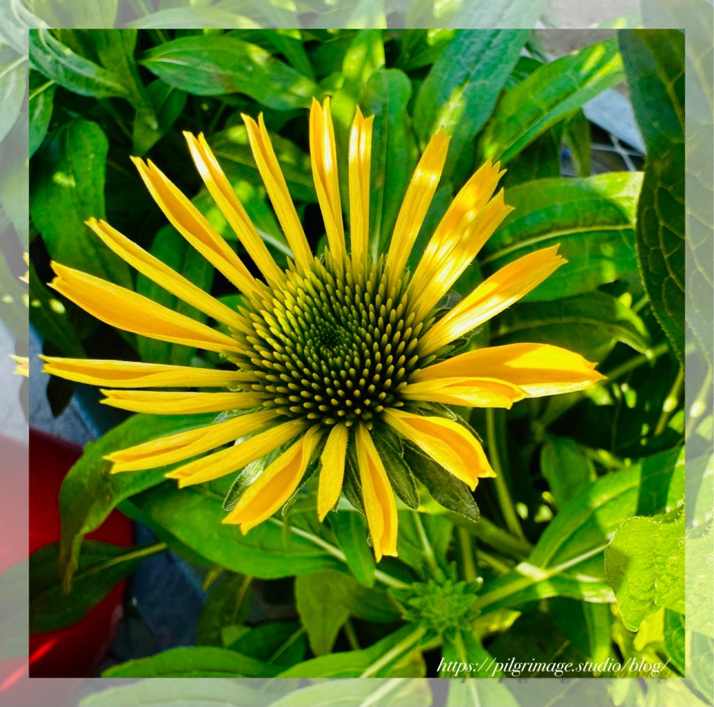 Yellow coneflower in a bed a vibrant green leaves